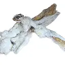 Oreilles de lapin avec fourrure