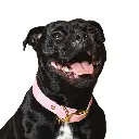 Collier "L'aventurier" Rose Pâle