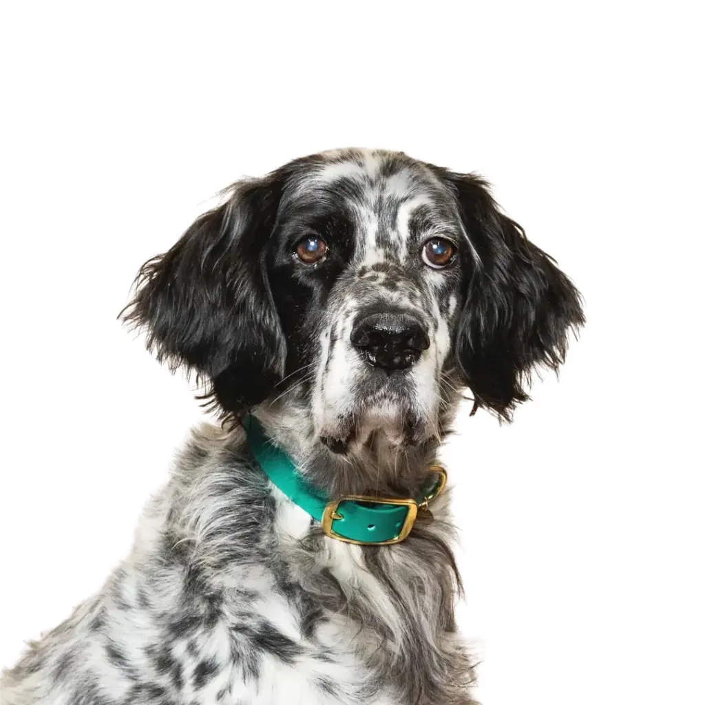 Collier "L'aventurier" Paon